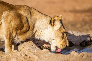 Genç dişi aslan Kalahari 'deki bir su birikintisinden su içiyor.