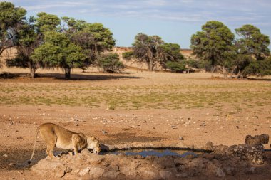 Genç dişi aslan Kalahari 'deki bir su birikintisinden su içiyor.