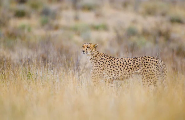 Lov Gepardů Suchých Řečištích Kalahari — Stock fotografie