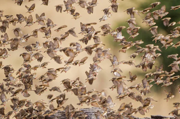 Kırmızı gagalı quelea sürüsü ağaçlar ve su birikintileri arasında ileri geri uçuyor.