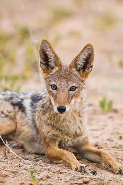 Black Backed Jackal Waiting Lions Finish Drinking Water Hole — Stock Photo, Image