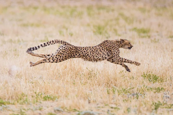 Kalahari Nin Kurumuş Nehir Yataklarında Çita Avı — Stok fotoğraf