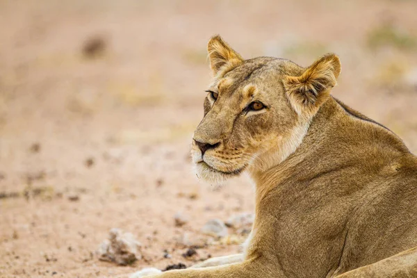 Close Young Lioness Resting Tree — Stock Photo, Image