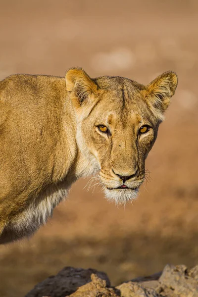 Jonge Leeuwin Die Drinkt Uit Een Waterput Kalahari — Stockfoto