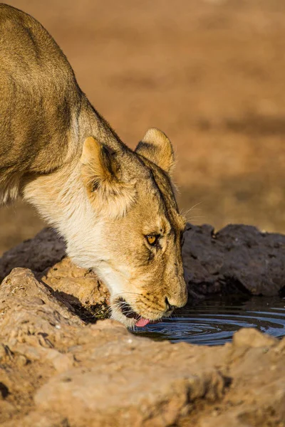 Jovem Leoa Bebendo Poço Água Kalahari — Fotografia de Stock