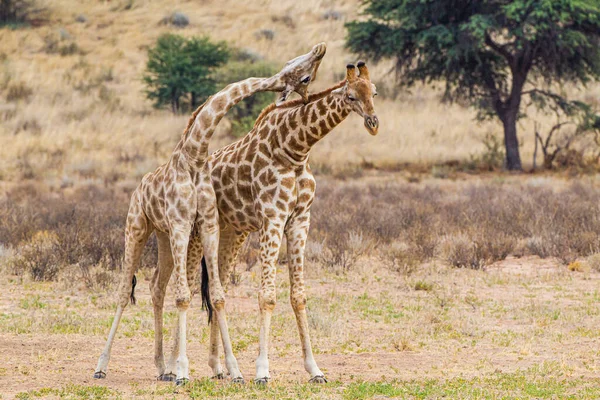 Duas Girafas Praticam Luta Leito Seco Rio — Fotografia de Stock