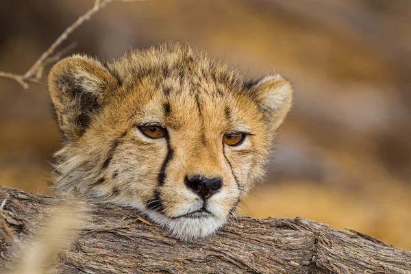 Genç Çita yavrusu Kalahari 'de bir dikenli ağacın gölgesinde dinleniyor.