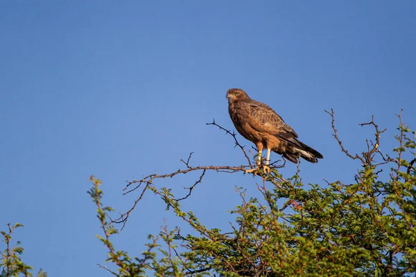 Fiatal Sápadt Kántáló Goshawk Egy Fán Szemben Tiszta Kék — Stock Fotó