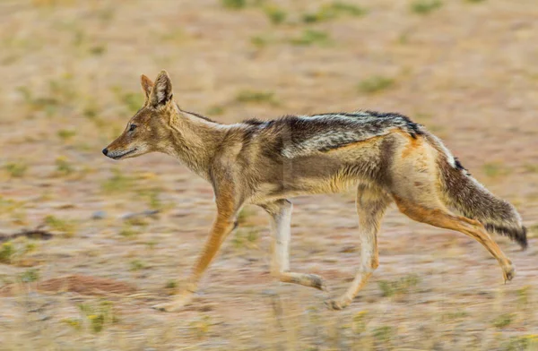 Jackal Yang Didukung Hitam Berjalan Sekitar Pinggiran Mata Air — Stok Foto