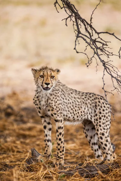 Remaja Cheetah Anaknya Beristirahat Bawah Naungan Pohon Duri Kalahari — Stok Foto