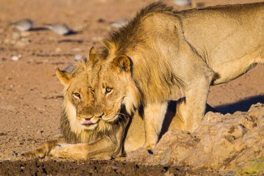 İki genç erkek aslan su birikintisinde içiyor.