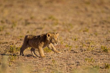 Aslan yavruları ini ilk kez terk ediyor.