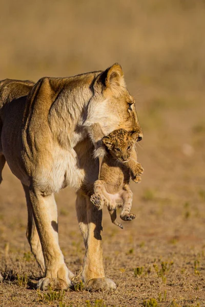 Lioness Struggles Keep Her Lion Cubs Control — Stock Photo, Image