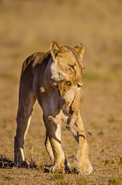 Leoa Luta Para Manter Seus Filhotes Leão Sob Controle — Fotografia de Stock
