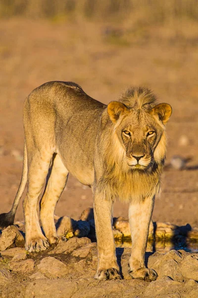 Jonge Mannelijke Leeuw Drinkt Bij Een Waterput Kalahari Woestijn — Stockfoto