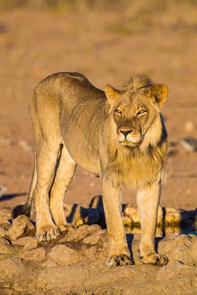 Young Male Lion Drinks Waterhole Kalahari Desert — Stock Photo, Image