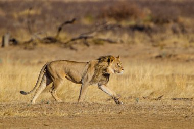 Kalahari 'nin kara suratlı aslanı bir su birikintisine doğru yürüyor.