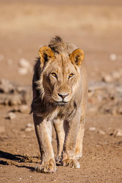 Zwarte Leeuw Van Kalahari Weg Naar Een Waterpoel — Stockfoto