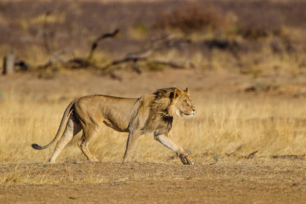 Zwarte Leeuw Van Kalahari Weg Naar Een Waterpoel — Stockfoto