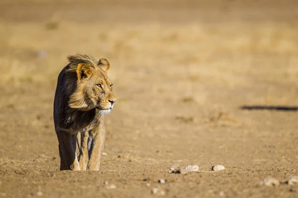 Leão Bico Preto Kalahari Caminhar Direcção Buraco Água — Fotografia de Stock