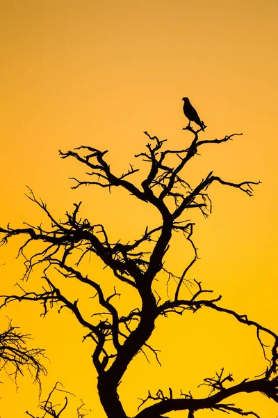 Silhouette Oiseau Proie Coucher Soleil Kalahari — Photo