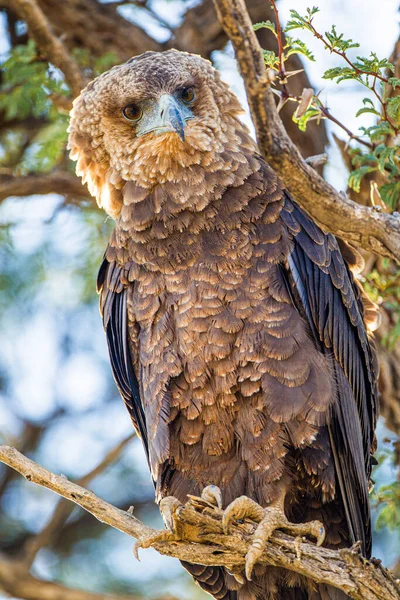 Fiatal Bateleur Sas Egy Ágon Kilátással Víznyelőre — Stock Fotó