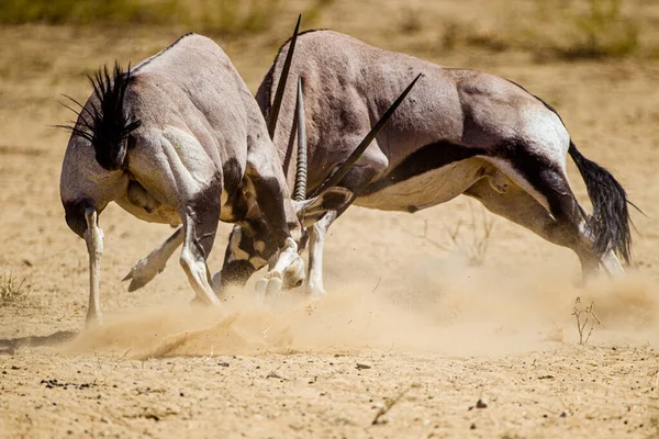 Gemsbok Males Fighting Female — Stock Photo, Image