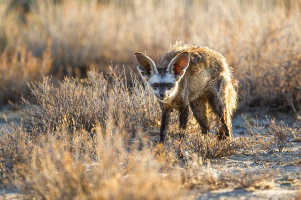 Bat Eared Fox Mom Her Cubs Get Some Sun Entrance — Stock Photo, Image