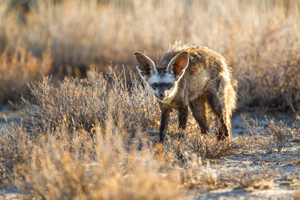 Yarasa kulaklı Tilki anne ve yavruları yuvalarının girişinde güneşlenirler.