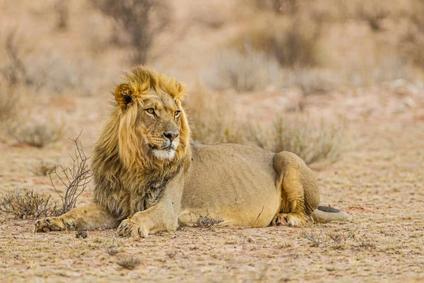 Black Maned Lion Kalahari Resting Eating Gemsbok — Stock Photo, Image