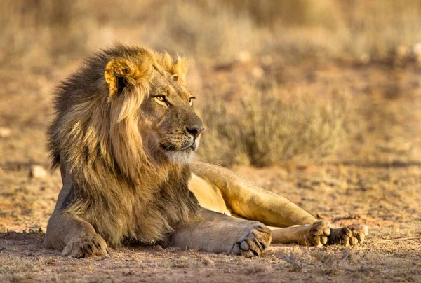 Schwarzmähnen Löwe Der Kalahari Ruht Nach Dem Verzehr Eines Edelbocks — Stockfoto