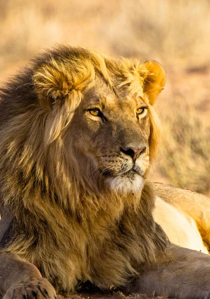 Zwarte Leeuw Van Kalahari Rustend Het Eten Van Een Edelsteen — Stockfoto