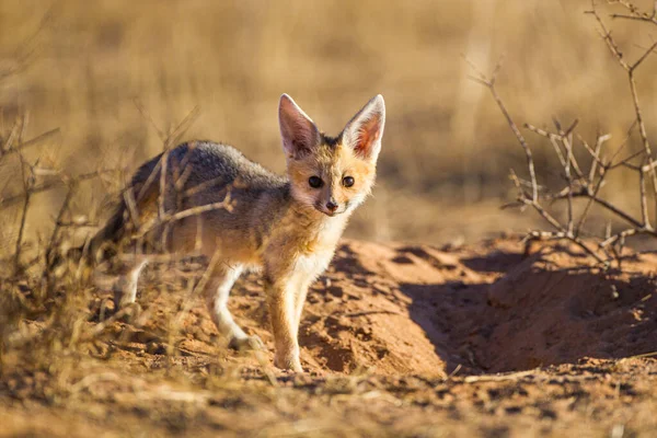 Cape Fox Cub Comes Borrow Play Sun — Stock Photo, Image