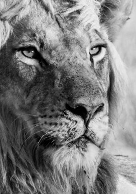 Kalahari 'nin siyah mantolu aslanı bir mücevher yedikten sonra dinleniyor.