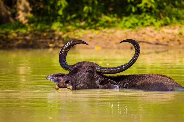 Asiatic water buffalo resting in the cool water