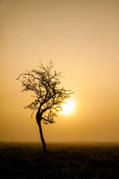 Silhouettes Arbres Dans Brume Froide Hiver — Photo