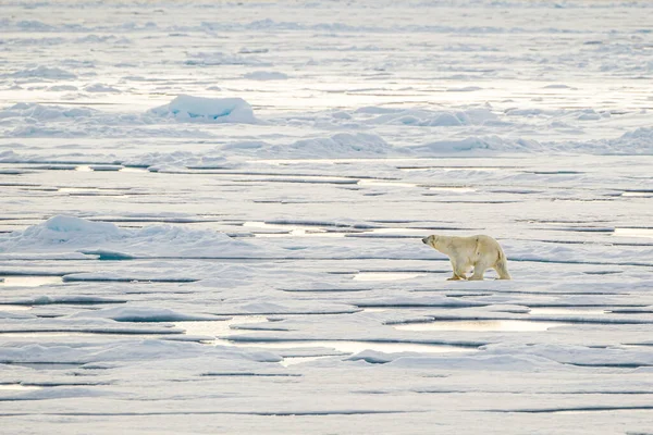 北极熊在北极的冰上行走 — 图库照片