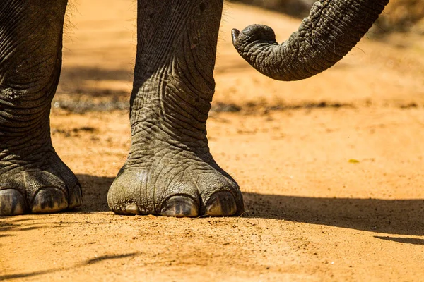 Asian Elephant Trunk Feet — Stock Photo, Image