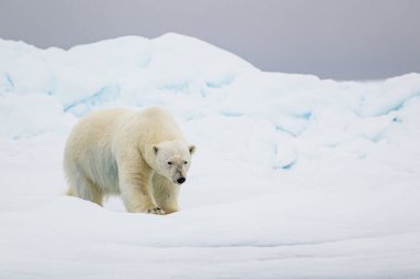 Kutup ayısı kutup buzullarından yaklaşıyor.