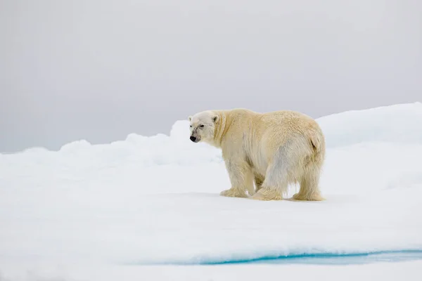 在北极 一只好奇的雄性北极熊站在水边 — 图库照片