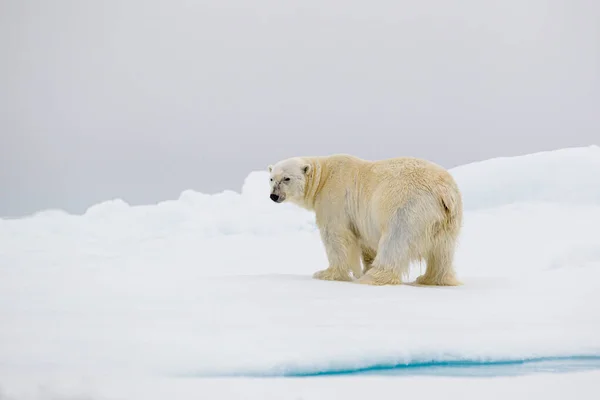 Ein Neugieriges Eisbärmännchen Steht Wasserrand Der Arktis — Stockfoto