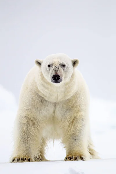 Nyfiken Manlig Isbjörn Står Vid Vattenbrynet Arktis — Stockfoto