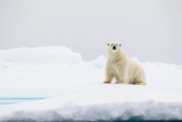 北極の水の端には好奇心旺盛なオスのホッキョクグマが立っています — ストック写真