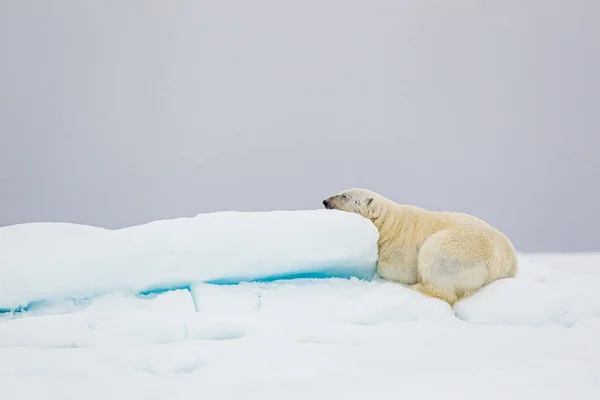 Kutup ayısı Kuzey Kutbu 'nda buz akıntısında uyuyor.