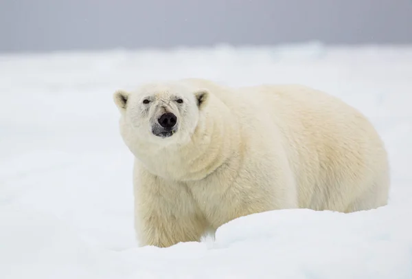 Isbjörn Närmar Sig Genom Arktis — Stockfoto