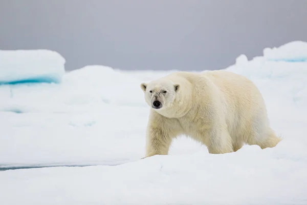 Oso Polar Acercándose Través Del Hielo Ártico — Foto de Stock