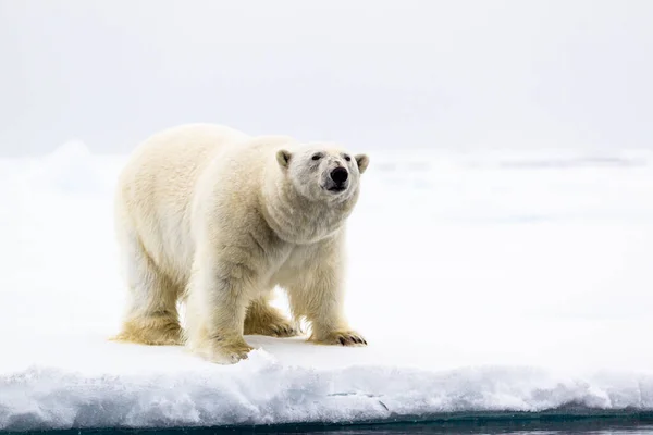 Curioso Oso Oso Polar Macho Encuentra Borde Del Agua Ártico — Foto de Stock