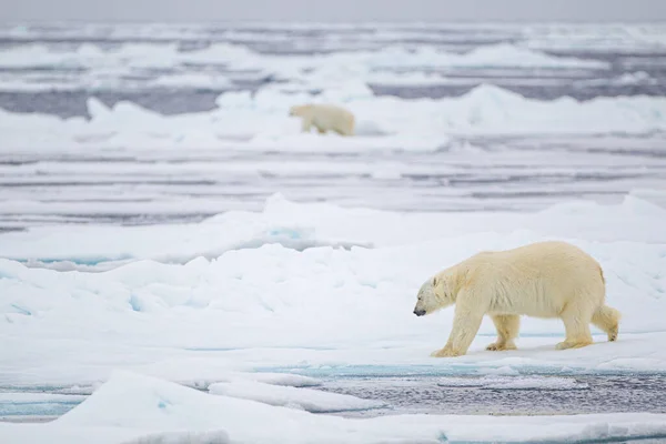 Ours Polaire Dans Vaste Étendue Glace Océan Arctique — Photo