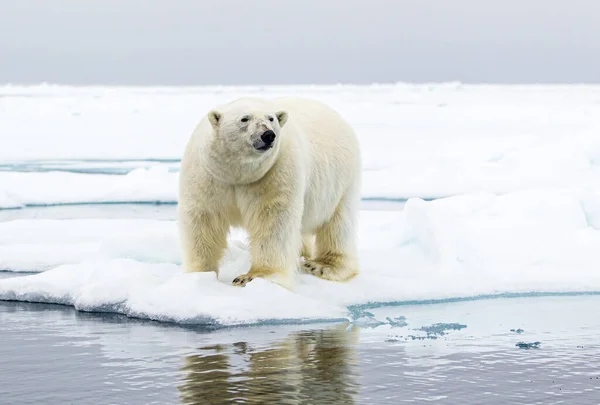 Man Isbjörn Står Vid Kanten Isen Arktis — Stockfoto