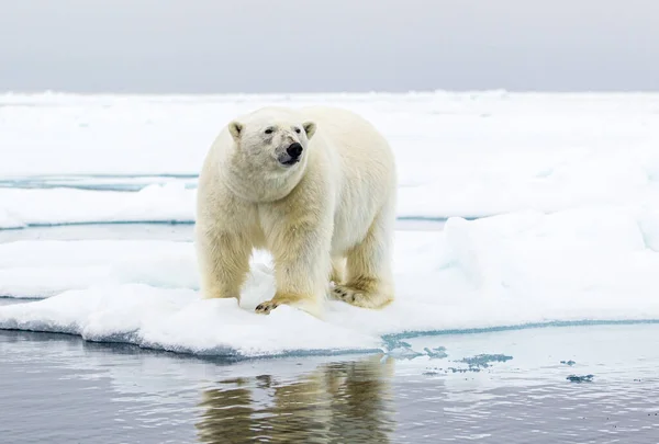 Oso Polar Macho Parado Borde Del Hielo Ártico — Foto de Stock